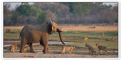 จองโรงแรม ที่ เซาท์ ลวงวา เนชั่นแนล พาร์ค (South Luangwa National Park)